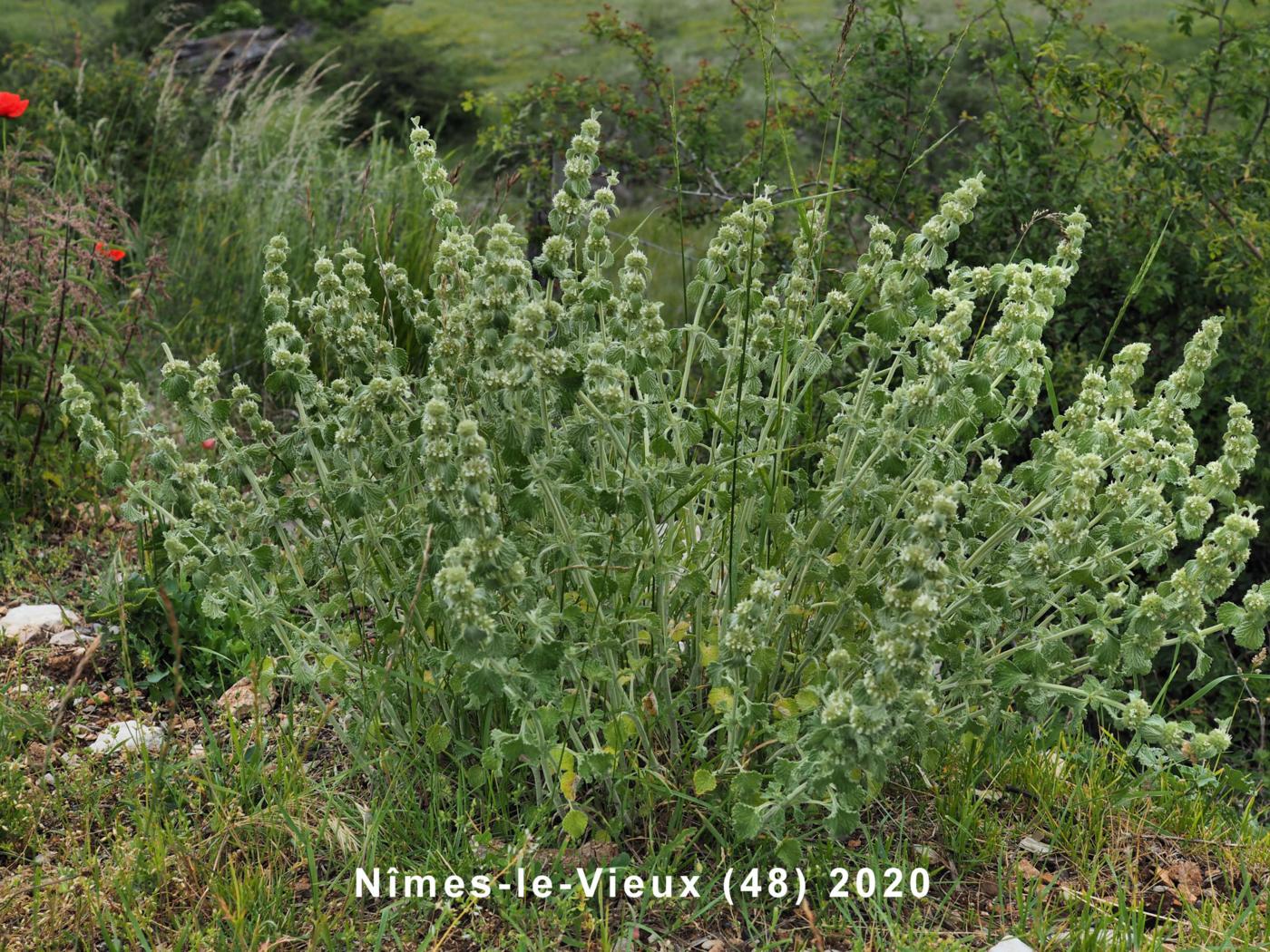 Horehound, White plant